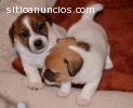 Jack Russell cachorros de piernas cortas