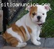 HERMOSO CACHORRO BULLDOG INGLES