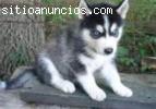 macho y hembra siberian husky cachorros