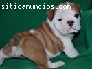 REGALO INGLÉS BULLDOG CACHORROS Adorable