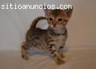 Gatitos F6 SBT Savannah buscando casas n