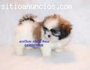 shih tzu hembra y macho exelente calidad