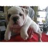 Preciosos bulldog ingles blancos molosos