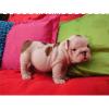 Hermoso Cachorros Bulldog Inglés Para Ad