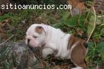 Cachorros bulldog ingles