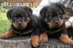 cachorro Rottweiler disponibles