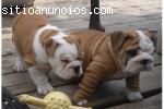 Magníficos Cachorros Bulldog Inglés Navi