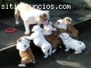 Cachorros de bulldog inglés(Gratis)