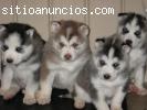 Husky Siberiano cachorros necesitan un b