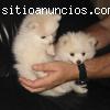 REGALO POMERANIAN CACHORROS MACHOS Y HEM