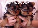 Últimos  yorkie cachorros