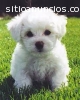 AKC impresionante Bichon