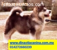 Alaska Malamute hermosos Cachorros de Cr