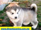 Alaska Malamute Lindos cachorritos