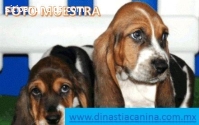 Basset Hound Finos Cachorritos