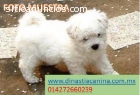 Bichon Frise Finos Cachorros de Criadero