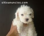 bichon maltes de bolsillo