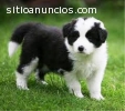 Border collie lindos cachorros de criade