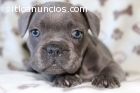 BULLDOG FRANCES NACIONAL DISTINTO COLOR