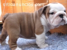 Bulldogs Inglés lindo y adorablemente