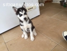 Dulces cachorros Siberian Husky