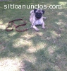 ENTRENAMIENTO CANINO A DOMICILIO