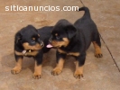 Excelente camada de rottweiler, edad 3 m