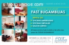 FAST BUGAMBILIAS, OFICINAS PARA EMPRENDE