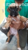 hermosos cachorros boxer a la venta ulti