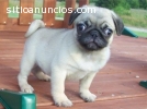 Kc pug cachorros campeón líneas masculin