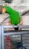 LORO ECLECTUS MACHO