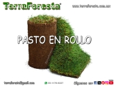 PASTO EN ROLLO KIKUYO