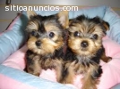 Perritos lindos de Yorkie