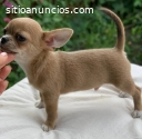 Regalo cachorros chihuahua