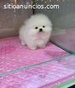 Regalo cachorros pomerania