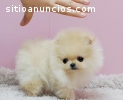 regalo cachorros Pomeranian