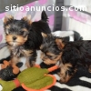 regalo cachorros yorkshire terrier