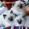 Regalo de Ragdoll gatitos