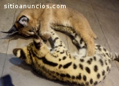 Serval, Caracal & Sabana y gatitos en ve