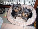 Regalo Macho y Hembra Cachorros Yorkshir