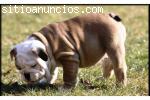 bulldog ingles cachorritos 2 meses vacun