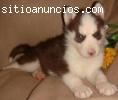 hermoso husky siberiano cachorros para