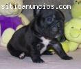 Regalos macho y hembra bulldog frances c