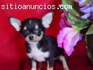 pura raza chihuahua cachorros disponible