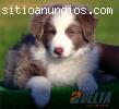 Venta de BORDER COLLIE de Calidad