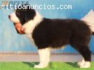 Venta de BORDER COLLIE de Calidad