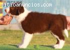 Venta de BORDER COLLIE de Calidad