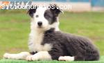 Venta de BORDER COLLIE de Calidad