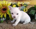 Precioso juguete cachorros de Chihuahua