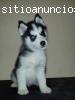 Cachorros Husky Siberianos. Pedigree Int